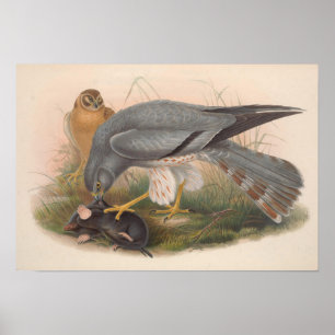 Vintage Ash Colored Harrier Bird Poster