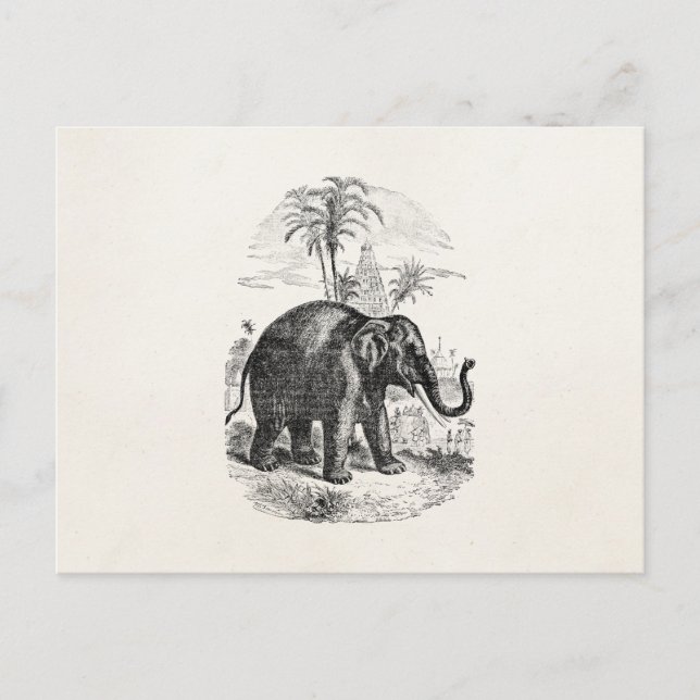 Vintage Asian Elephant Personalised Elephants Postcard (Front)