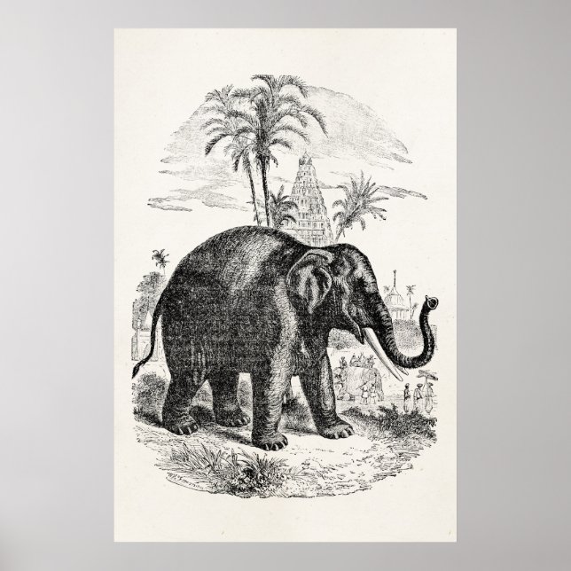 Vintage Asian Elephant Personalised Elephants Poster (Front)