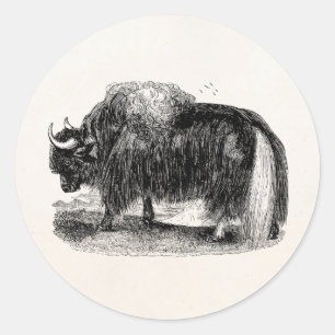 Vintage Asian Yak Retro Yaks Animal Illustration Classic Round Sticker