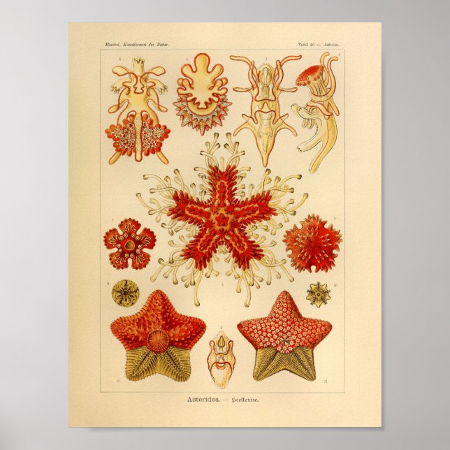 Vintage Asteridae Colour Ernst Haeckel Art Print (Front)
