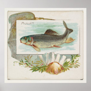 Vintage Atlantic Mullet Fish (1889) Poster