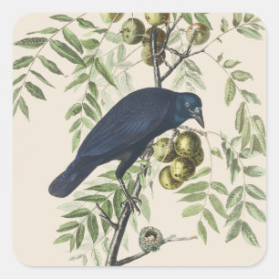 Vintage Audubon American Crow Bird Nature Art Square Sticker
