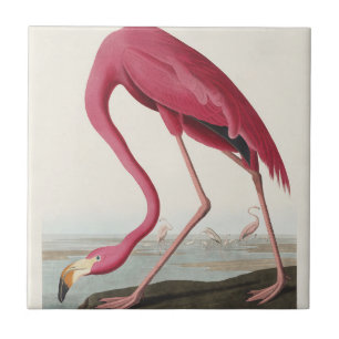 Vintage Audubon American Flamingo Pink Bird Art Tile