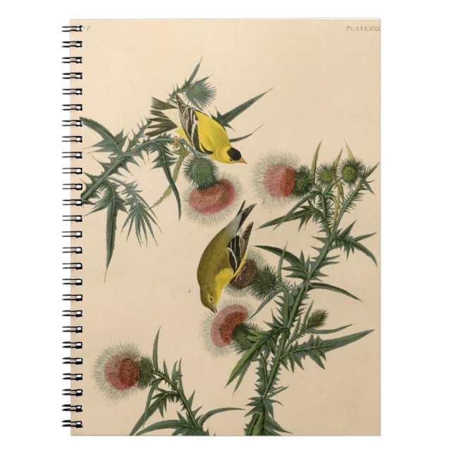 Vintage Audubon American Goldfinch Bird Painting   Notebook (Front)