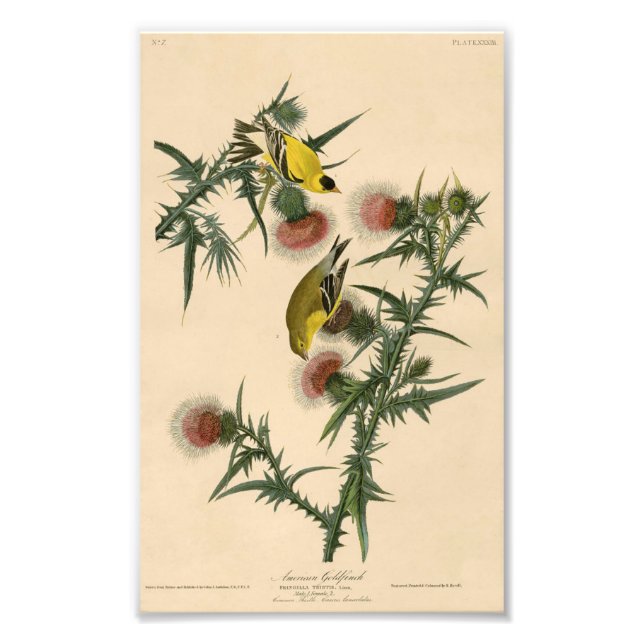 Vintage Audubon American Goldfinch Photo Print (Front)