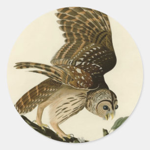Vintage Audubon Barred Owl Hunting Bird Gift  Classic Round Sticker