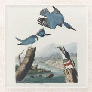 Vintage Audubon Belted Kingfisher Bird Art Glass Coaster