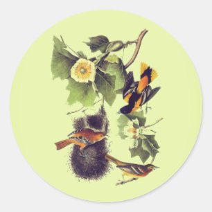 Vintage Audubon Birds Troupial Orioles  Classic Round Sticker