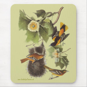 Vintage Audubon Birds Troupial Orioles Mousepad
