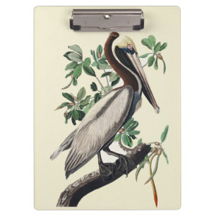 Vintage Audubon Brown Pelican Coastal Bird Art Clipboard
