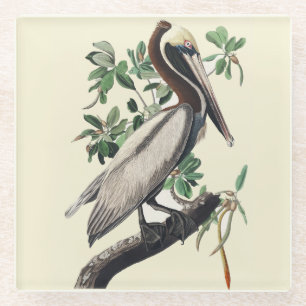 Vintage Audubon Brown Pelican Coastal Bird Art Glass Coaster