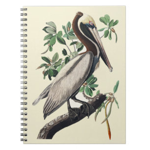 Vintage Audubon Brown Pelican Coastal Bird Art Notebook