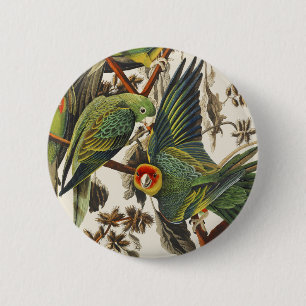 Vintage Audubon Carolina Parakeet Bird Art 6 Cm Round Badge