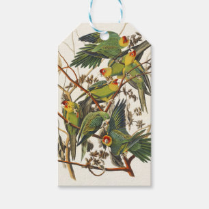 Vintage Audubon Carolina Parakeet Bird Art Gift Tags