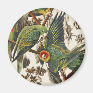 Vintage Audubon Carolina Parakeet Bird Art Magnet