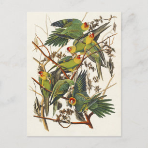 Vintage Audubon Carolina Parakeet Bird Art Postcard
