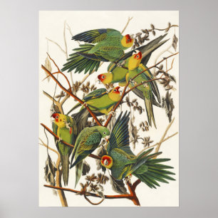 Vintage Audubon Carolina Parakeet Bird Art Poster