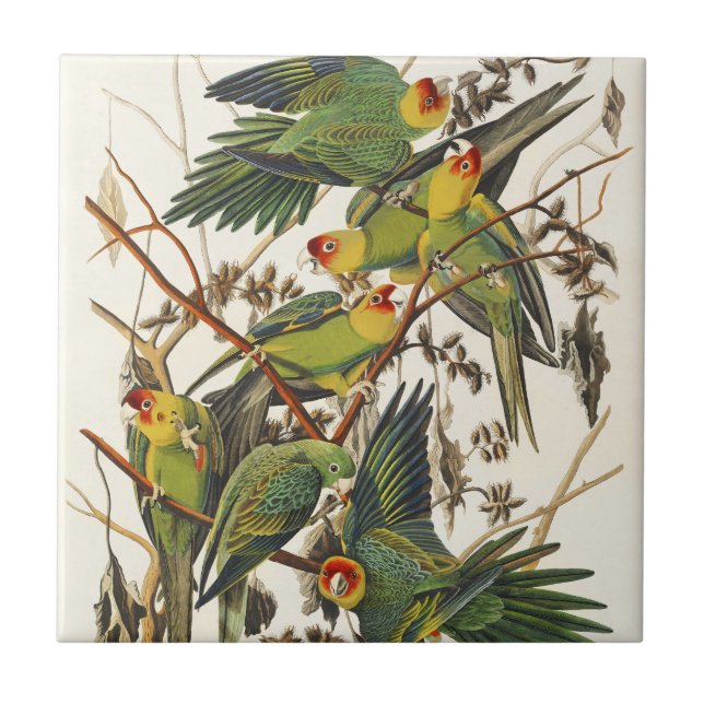 Vintage Audubon Carolina Parakeet Bird Art Tile (Front)