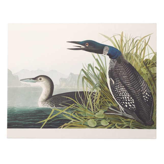 Vintage Audubon Common Loon Bird Nature Art Notepad (Front)