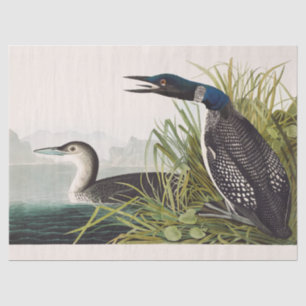 Vintage Audubon Common Loon Bird Nature Art Tissue Paper