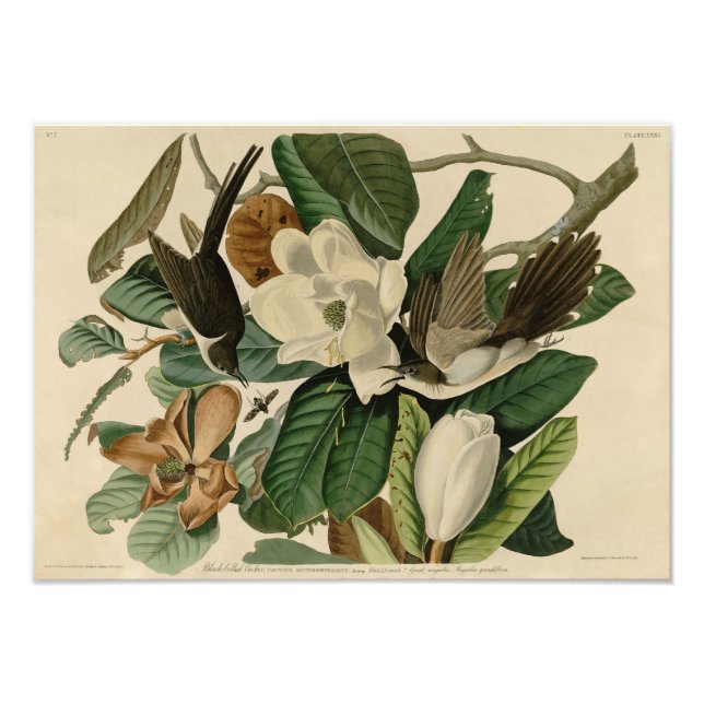 Vintage Audubon Illustration Black Billed Cuckoo Photo Print (Front)