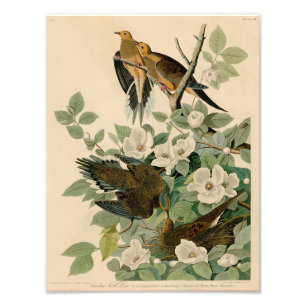 Vintage Audubon Illustration Carolina Turtle Dove Photo Print
