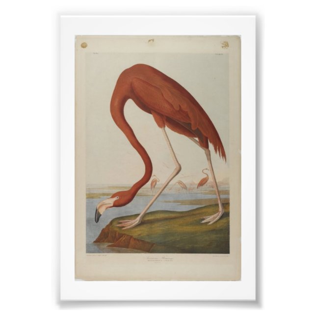 Vintage Audubon Illustration Flamingo Photo Print (Front)