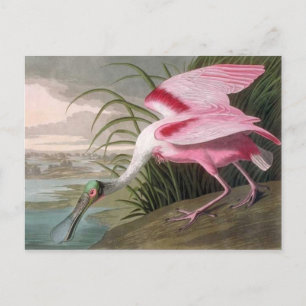 Vintage Audubon Illustration Spoonbill Bird Postcard