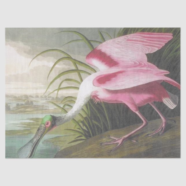 Vintage Audubon Illustration Spoonbill Bird Tissue Paper (Front)