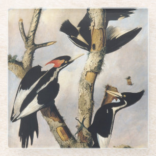 Vintage Audubon Ivory Billed Woodpecker Art Glass Coaster