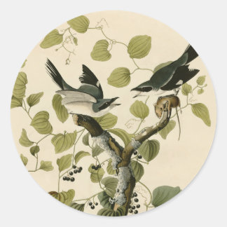 Vintage Audubon Loggerhead Shrike Painting Gift Classic Round Sticker