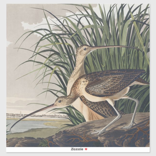 Vintage Audubon Long-billed Curlew Bird Art (Sheet)