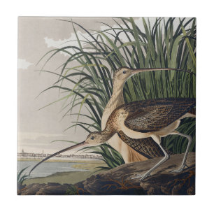 Vintage Audubon Long-billed Curlew Bird Art Tile
