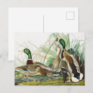 Vintage Audubon Mallard Duck Wildlife Art Postcard