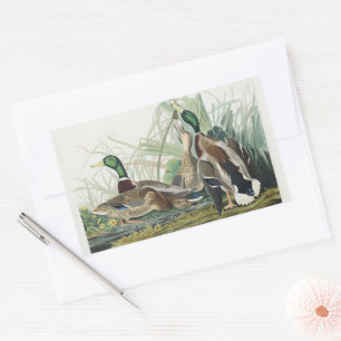 Vintage Audubon Mallard Duck Wildlife Art Rectangular Sticker