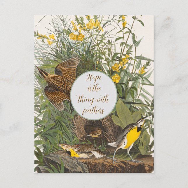 Vintage Audubon Meadowlark Print Postcard (Front)