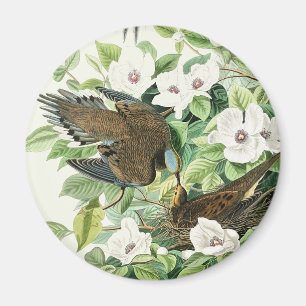 Vintage Audubon Mourning Dove Bird Flower Art Magnet