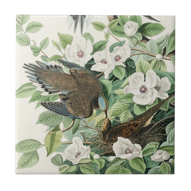 Vintage Audubon Mourning Dove Bird Flower Art Tile (Front)