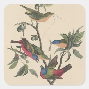 Vintage Audubon Painted Bunting Colourful Bird Art Square Sticker