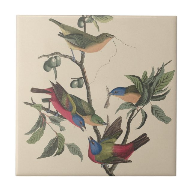 Vintage Audubon Painted Bunting Colourful Bird Art Tile (Front)