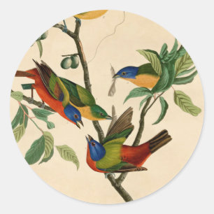 Vintage Audubon Painting Bunting Bird Painting  Classic Round Sticker