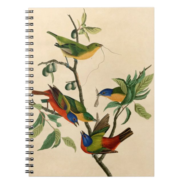 Vintage Audubon Painting Bunting Bird Painting  Notebook (Front)
