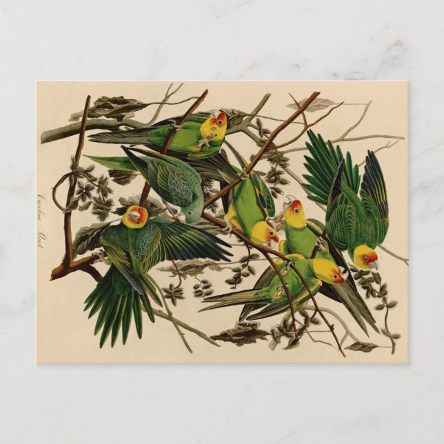 Vintage Audubon Parrot Postcard (Front)
