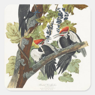 Vintage Audubon Pileated Woodpecker Bird Art Square Sticker