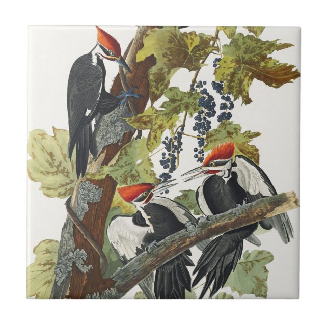 Vintage Audubon Pileated Woodpecker Bird Art Tile (Front)