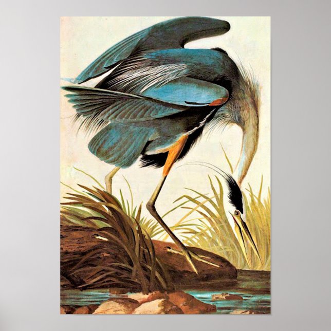 Vintage Audubon Poster (Front)