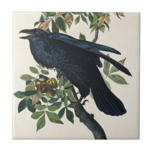 Vintage Audubon Raven Bird Nature Art Tile