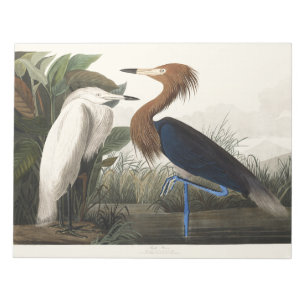 Vintage Audubon Reddish Egret Bird Art Notepad