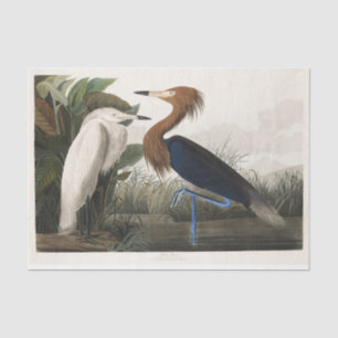 Vintage Audubon Reddish Egret Bird Art Tissue Paper